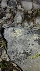 Petractis clausa