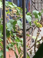 Aegithalos concinnus