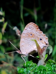 Junonia orithya