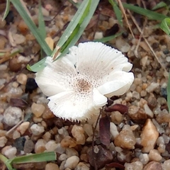 Agaricineae