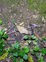 Cyrtodactylus collegalensis