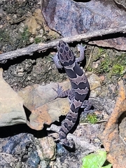 Cyrtodactylus collegalensis
