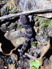 Cyrtodactylus collegalensis