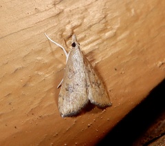 Udea ferrugalis