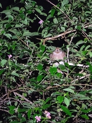 Ortygornis pondicerianus