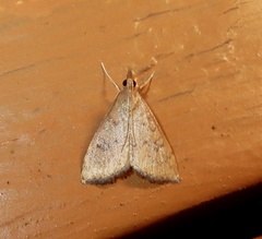 Udea ferrugalis