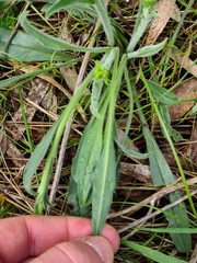 Cynoglossum australe