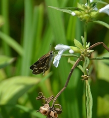 Taractrocera maevius