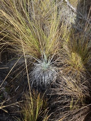 Argyroxiphium kauense