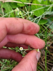 Cynoglossum australe