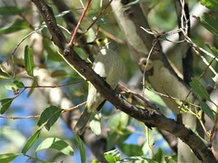 Ptilotula penicillata