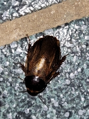 Pycnoscelus