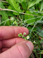 Cynoglossum australe