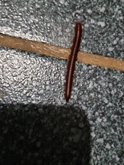 Trigoniulus corallinus