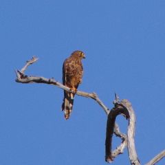 Falco moluccensis