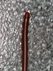 Trigoniulus corallinus