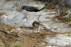 Cossypha caffra caffra