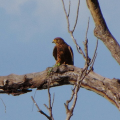 Falco moluccensis