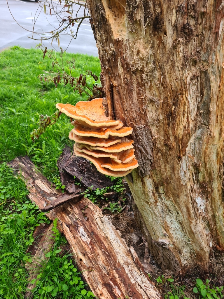 chicken of the woods from Southwark Hall, Uxbridge UB8 3PH, Jungtinė