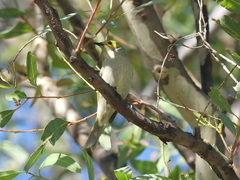 Ptilotula penicillata