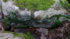 Dendrobium linguiforme