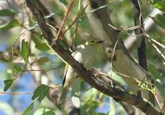 Ptilotula penicillata