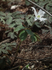 Anemonoides raddeana