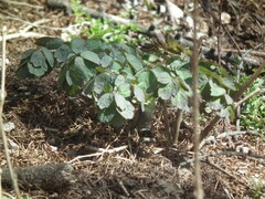 Anemonoides raddeana