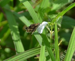 Taractrocera maevius