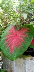 Caladium bicolor