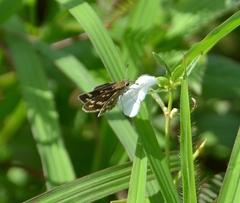 Taractrocera maevius