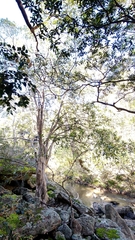 Tristaniopsis laurina