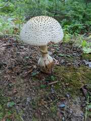 Amanita polypyramis