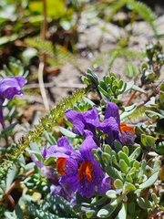 Linaria alpina