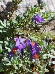 Linaria alpina
