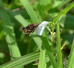 Taractrocera maevius