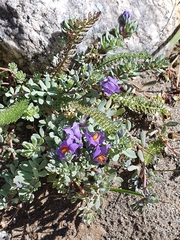 Linaria alpina