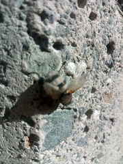 Entomophthora