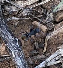 Polyrhachis vermiculosa