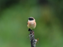 Saxicola stejnegeri