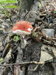 Russula emetica