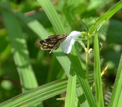 Taractrocera maevius