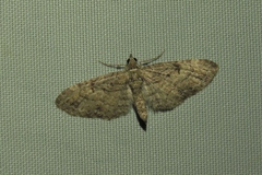 Eupithecia graefii