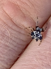 Austracantha minax