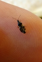 Anthocoris nemorum
