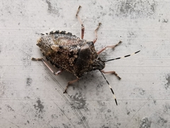 Rhaphigaster nebulosa