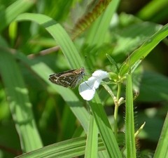 Taractrocera maevius