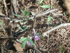 Corydalis