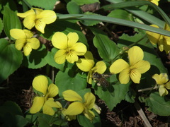 Viola orientalis