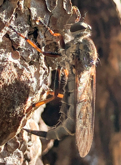 Neomochtherus willistoni